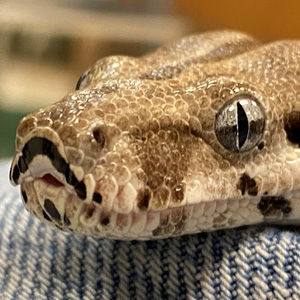 Meet your Posher, Sofia